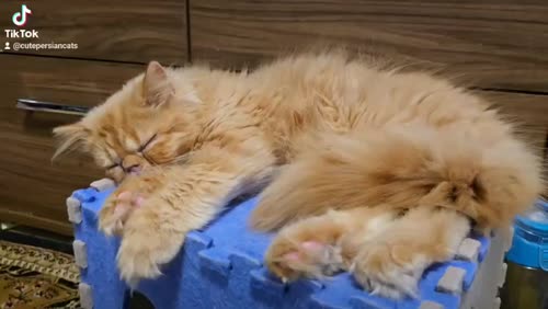 Persian Kitten for loving Home for sale in London, Greater London