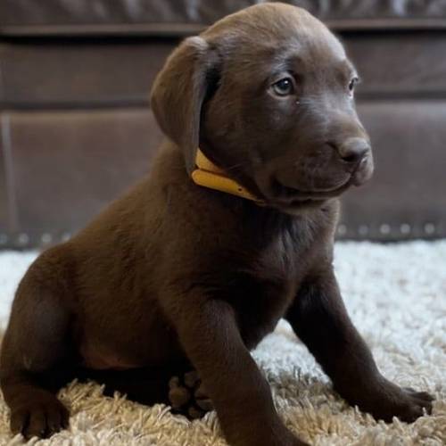 Pet-only Health-checked Excellent Full-blood-line Labrador Puppies For Sale in London Fields, West Midlands - Image 1