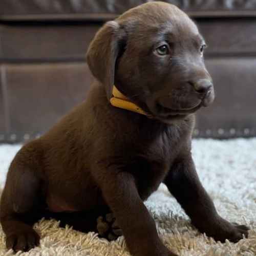 Pet-only Health-checked Excellent Full-blood-line Labrador Puppies For Sale in London Fields, West Midlands