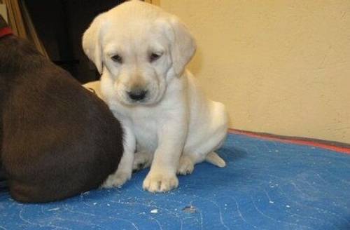 Pet-only Health-checked Excellent Full-blood-line Labrador Puppies For Sale in London Fields, West Midlands - Image 3