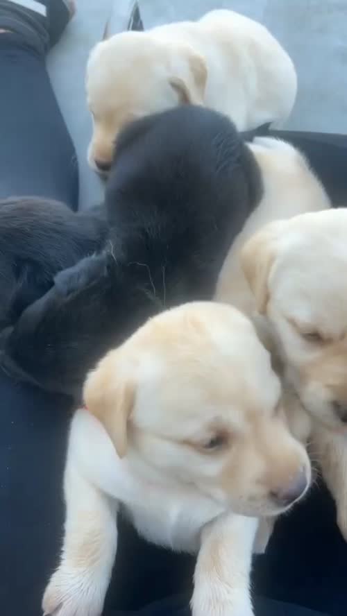 Pet-only Health-checked Excellent Full-blood-line Labrador Puppies For Sale in London Fields, West Midlands