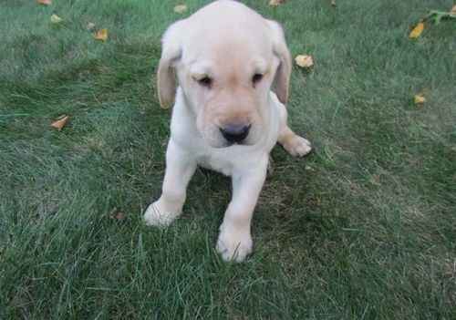 Pet-only Health-checked Excellent Full-blood-line Labrador Puppies For Sale in West Midlands