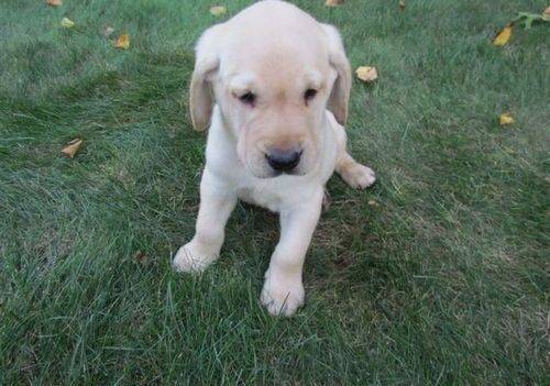Pet-only Health-checked Excellent Full-blood-line Labrador Puppies For Sale in West Midlands - Image 1