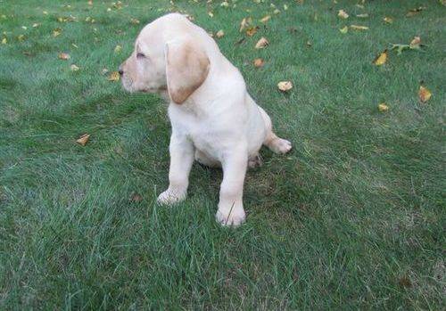 Pet-only Health-checked Excellent Full-blood-line Labrador Puppies For Sale in West Midlands - Image 2