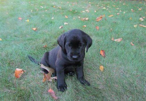 Pet-only Health-checked Excellent Full-blood-line Labrador Puppies For Sale in West Midlands - Image 3