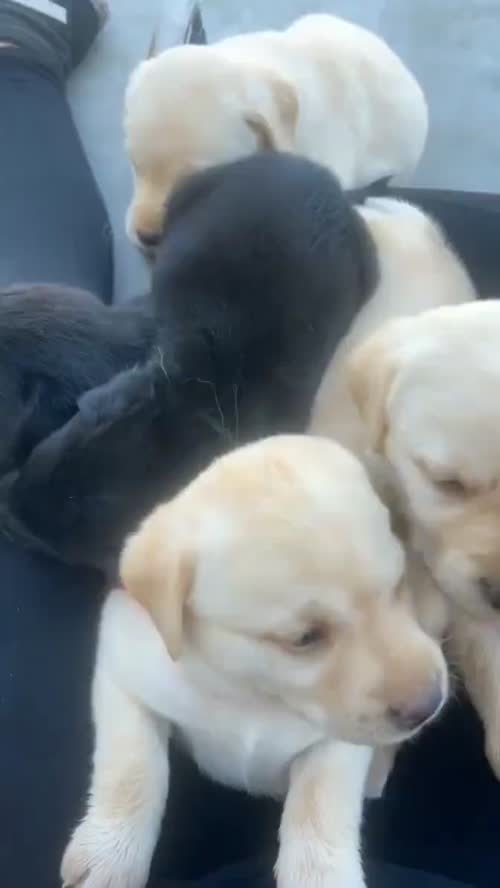 Pet-only Health-checked Excellent Full-blood-line Labrador Puppies For Sale