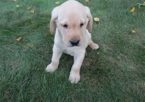 Pet-only Health-checked Excellent Full-blood-line Labrador Puppies For Sale in West Bromwich, West Midlands