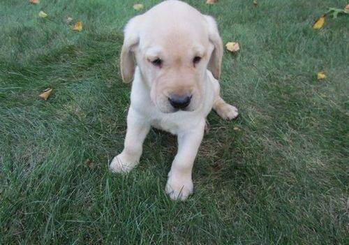 Pet-only Health-checked Excellent Full-blood-line Labrador Puppies For Sale in West Bromwich, West Midlands - Image 1