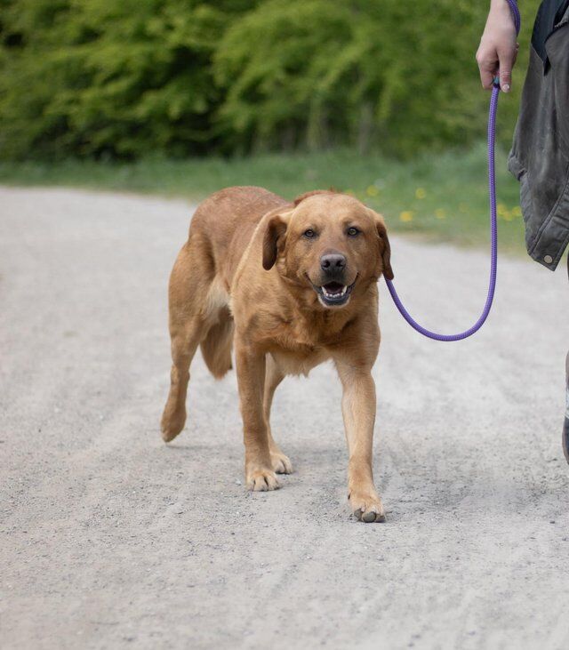 Pet Trained Labrador Ravenkeeper Gundogs For Sale in Rotherham, South