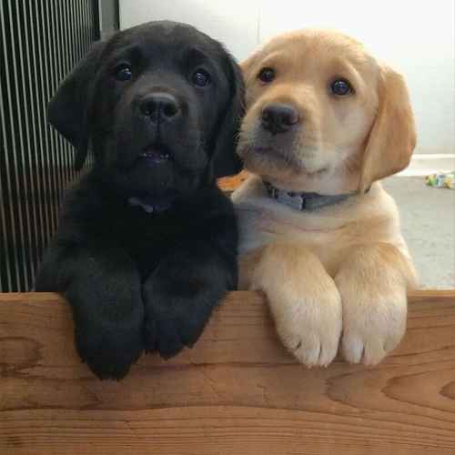 Playmate Little Labrador Retriever Puppies For Sale in London, City of London, Greater London