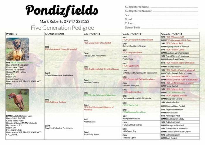 Labrador Retriever puppies for sale in Wales – KC registered, 9 months old - Image 4 of 15