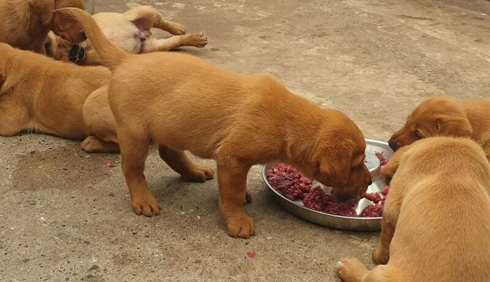 Labrador Retriever puppies for sale in Wales – KC registered, 9 months old - Image 12 of 15
