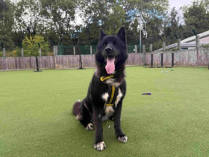 Labrador Retriever for adoption in Glasgow, Scotland – 4 years old