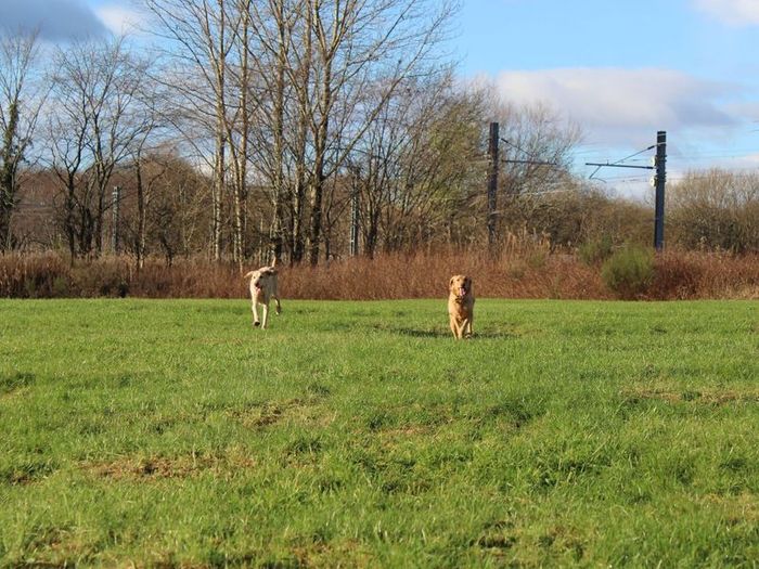 Labrador Retriever for adoption in Glasgow, Scotland – 7 years old