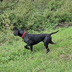 GSP STUD ...Proven Sire 5th Generation Working KC registered GSP for sale in Maghull, Merseyside | Image 2