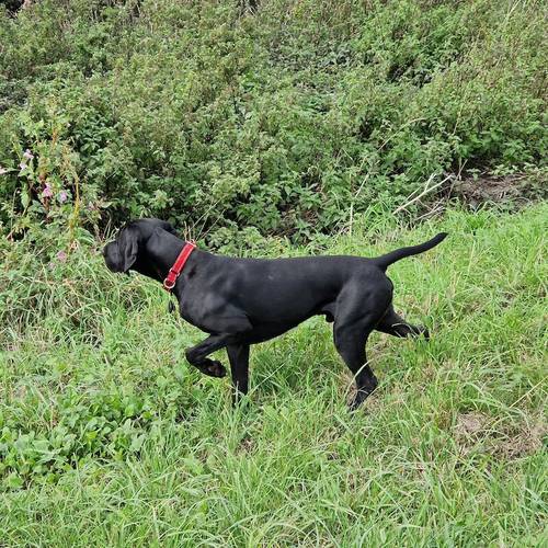 GSP STUD ...Proven Sire 5th Generation Working KC registered GSP for sale in Maghull, Merseyside - Image 2