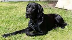 GSP STUD ...Proven Sire 5th Generation Working KC registered GSP for sale in Maghull, Merseyside | Image 3