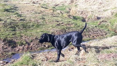 GSP STUD ...Proven Sire 5th Generation Working KC registered GSP for sale in Maghull, Merseyside - Image 4