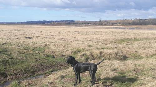 GSP STUD ...Proven Sire 5th Generation Working KC registered GSP for sale in Maghull, Merseyside - Image 5