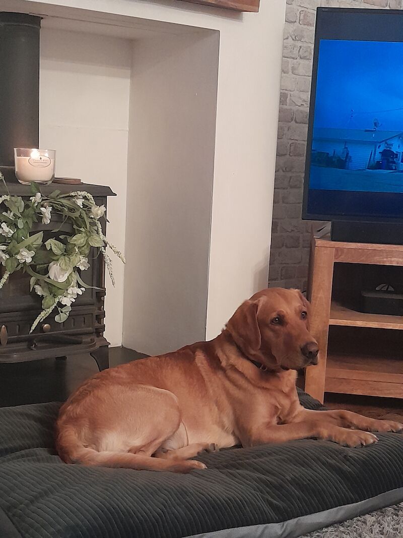 Proven Stud Labrador Retriever Puppies For Sale in Nottingham