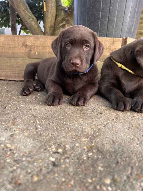 Puppies due 10/08 - KC Registered Health Tested Chocolate Labradors for sale in Braintree, Essex