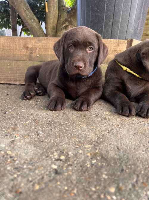 All Viewings Booked - KC Registered Health Tested Chocolate Labradors for sale in Braintree, Essex