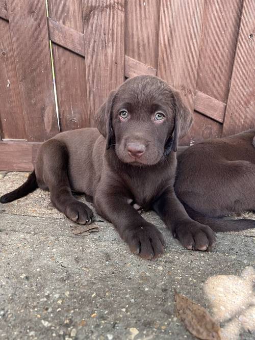 ALL SOLD - KC Registered Health Tested Chocolate Labradors for sale in Braintree, Essex - Image 2