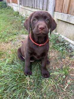 ALL SOLD - KC Registered Health Tested Chocolate Labradors for sale in Braintree, Essex | Image 3