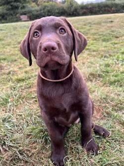 ALL SOLD - KC Registered Health Tested Chocolate Labradors for sale in Braintree, Essex | Image 4
