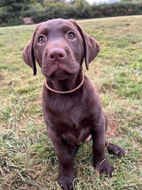 ALL SOLD - KC Registered Health Tested Chocolate Labradors for sale in Braintree, Essex - Image 4