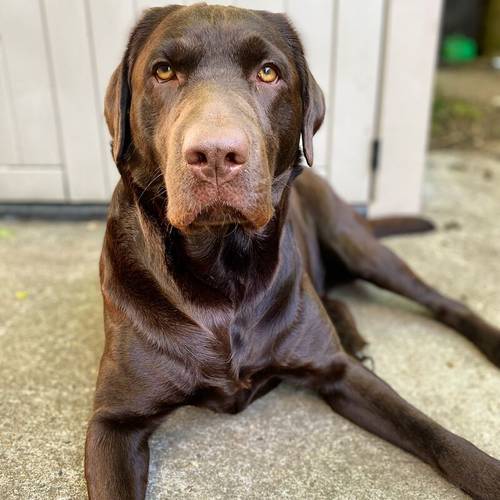 ALL SOLD - KC Registered Health Tested Chocolate Labradors for sale in Braintree, Essex - Image 9