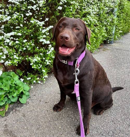 ALL SOLD - KC Registered Health Tested Chocolate Labradors for sale in Braintree, Essex - Image 12