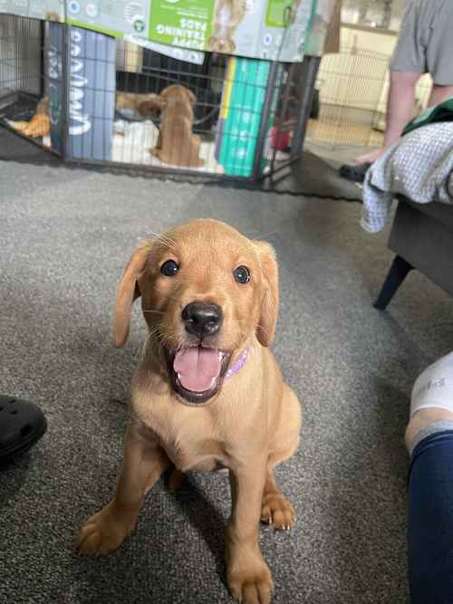 Puppies for sale in Bo'ness, Falkirk