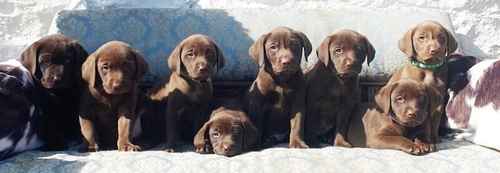 PUPPIES HAVE ARRIVED .STUNNING LITTER OF 8 CHOCOLATE LABRADOR FROM HEALTH TESTED PARENTS . LICENSED BREEDER VOTED MOST TRUSTED BREEDER-UK for sale in Carlisle, Cumbria