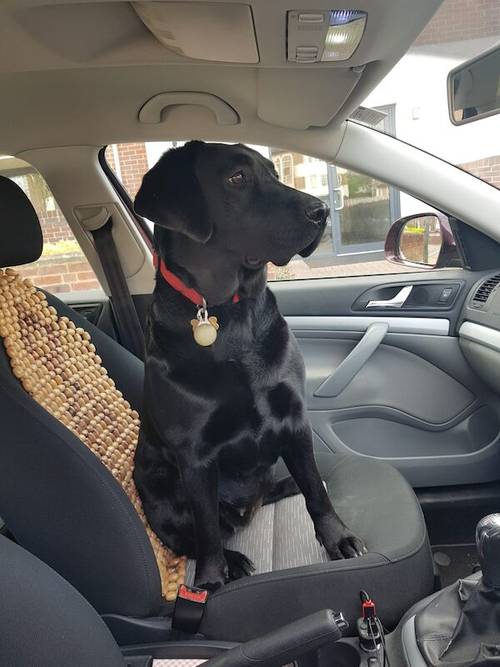 Goleden Labrador retriever male 14 weeks for sale in Dunstable, Bedfordshire - Image 2