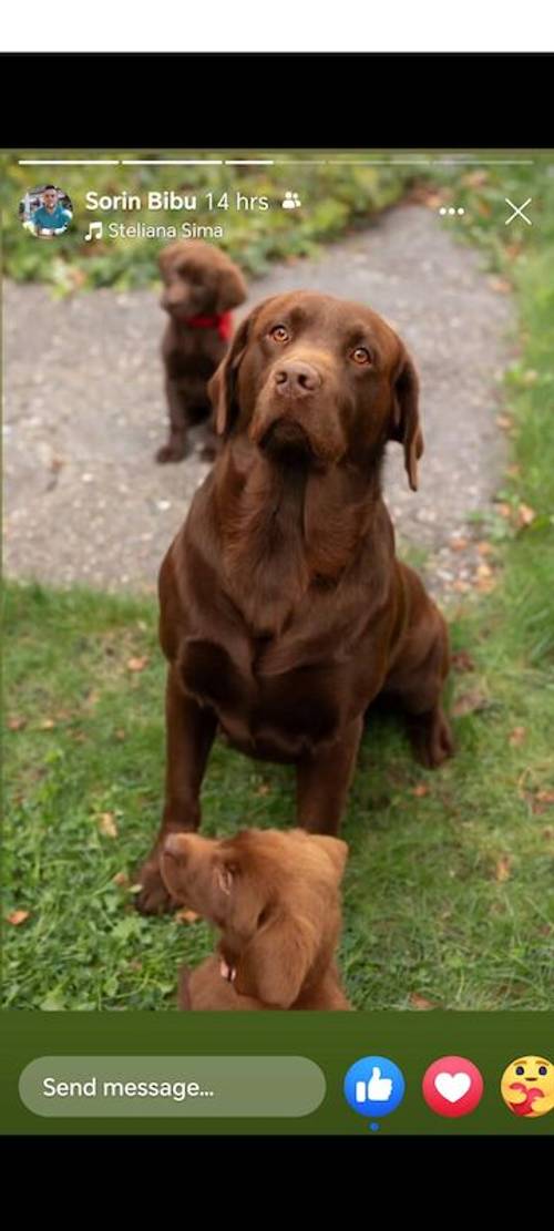 Goleden Labrador retriever male 14 weeks for sale in Dunstable, Bedfordshire - Image 3