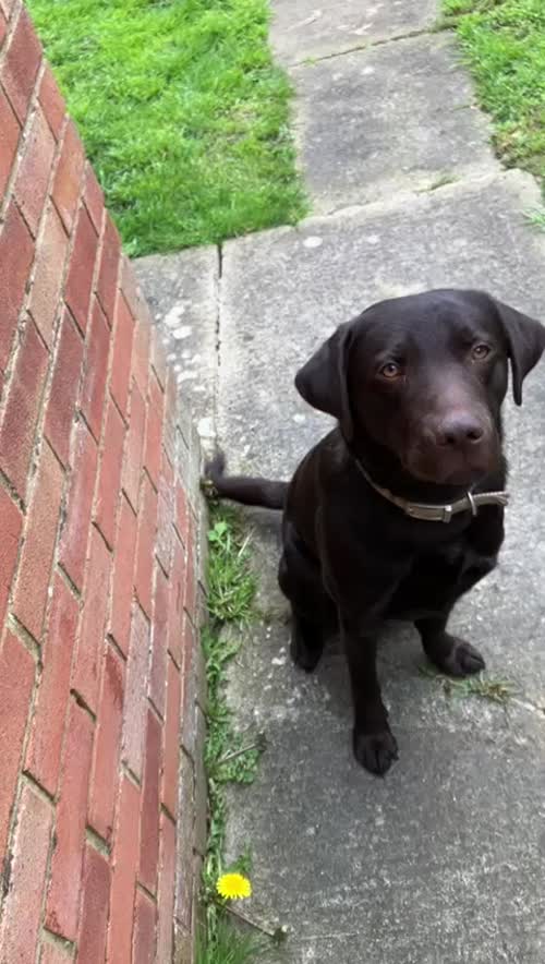 Puppy chocolate lab for sale in Wantage, Oxfordshire