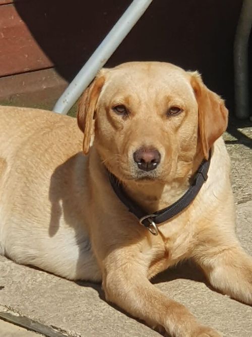 puppys for sale in Lowestoft, Suffolk