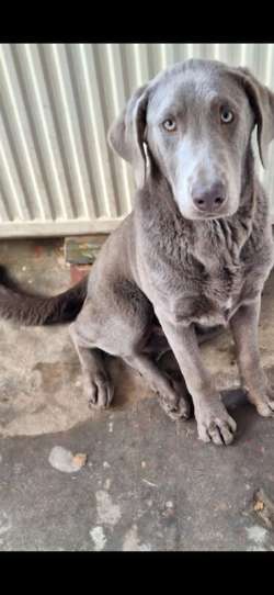 puppys for sale in Lowestoft, Suffolk | Image 2