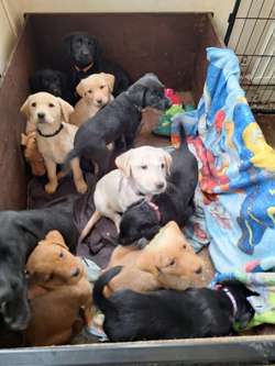 puppys for sale in Lowestoft, Suffolk | Image 3