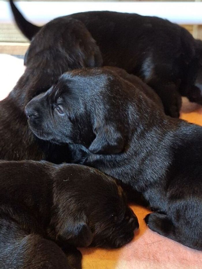 Labrador Retriever puppies for sale in Girvan, Ayrshire and Arran – KC registered, 2 weeks old