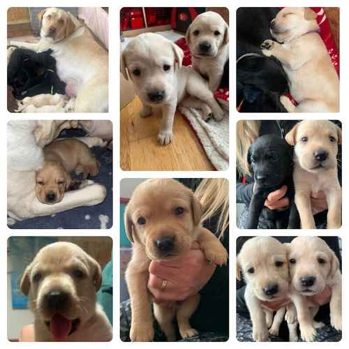 Pure Bred Labrador Puppies for Sale in Newry, Newry and Mourne
