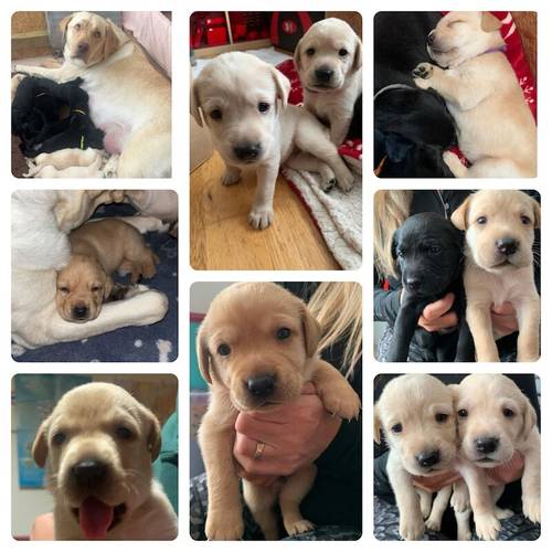 Pure Bred Labrador Puppies for Sale in Newry, Newry and Mourne - Image 1