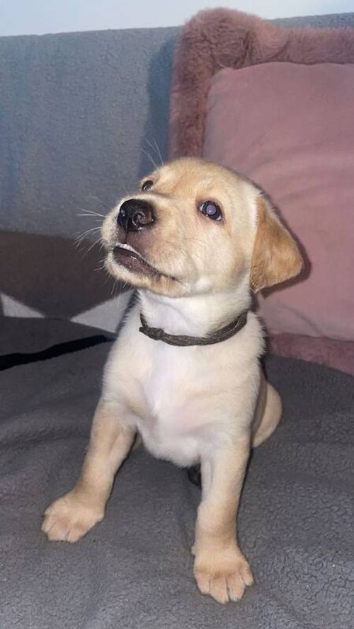 Pure Bred Labrador Puppies for Sale in Newry, Newry and Mourne - Image 2