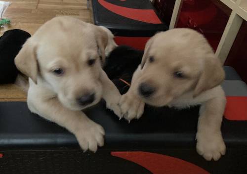 Pure Bred Labrador Puppies for Sale in Newry, Newry and Mourne - Image 3