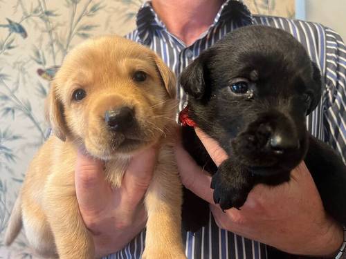 Pure Bred Labrador Puppies for Sale in Newry, Newry and Mourne - Image 4