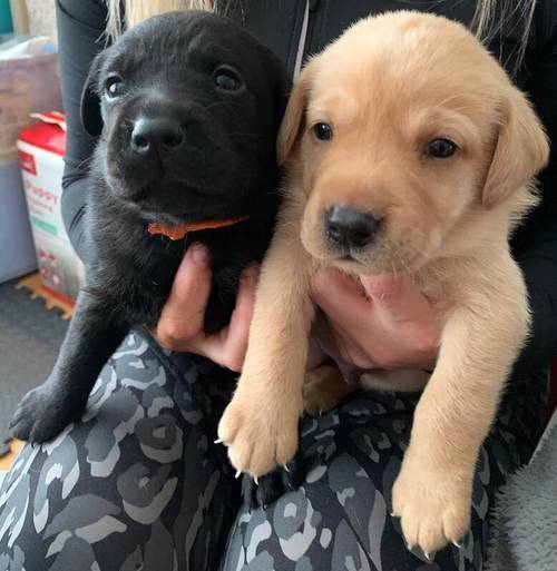 Pure Bred Labrador Puppies for Sale in Newry, Newry and Mourne - Image 5