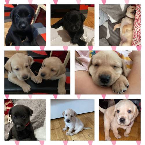 Pure Bred Labrador Puppies for Sale in Newry, Newry and Mourne - Image 6