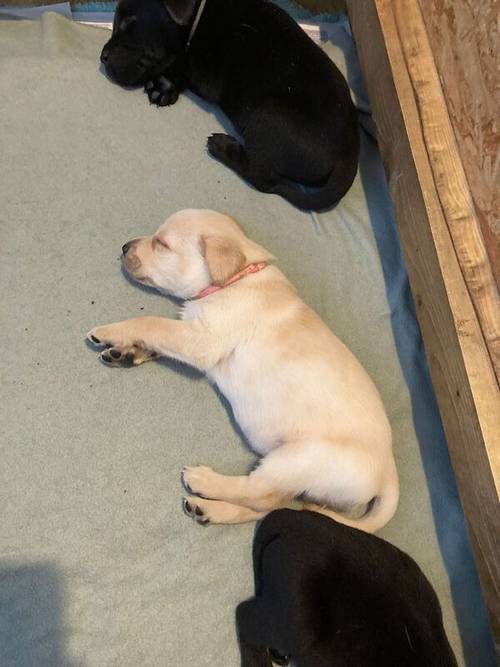 Pure Bred Labrador Puppies for Sale in Newry, Newry and Mourne - Image 7