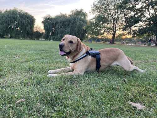 Pure Breed with Papers Golden Labrador for sale in North Harrow, Harrow, Greater London